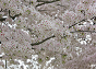 꽃 더보기 